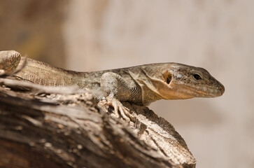 Gran Canaria giant lizard Gallotia stehlini. Integral Natural Reserve of Inagua. Tejeda. Gran Canaria. Canary Islands. Spain.