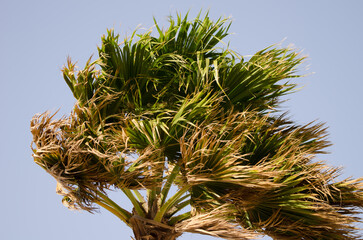Naklejka premium Mexican fan palm Washingtonia robusta with leaves fluttering in the wind. Las Palmas de Gran Canaria. Gran Canaria. Canary Islands. Spain.