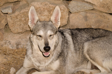 Obraz premium Dog Lobito Herreno. Cruz de Pajonales. Tejeda. Gran Canaria. Canary Islands. Spain.
