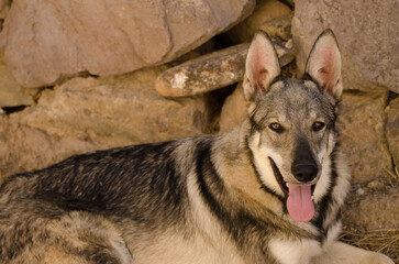 Dog Lobito Herreno. Cruz de Pajonales. Tejeda. Gran Canaria. Canary Islands. Spain.