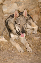 Dog Lobito Herreno. Cruz de Pajonales. Tejeda. Gran Canaria. Canary Islands. Spain.