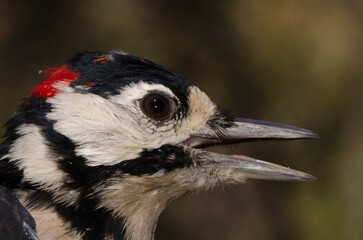 Great spotted woodpecker Dendrocopos major thanneri. Young male. The Nublo Rural Park. Tejeda. Gran Canaria. Canary Islands. Spain.