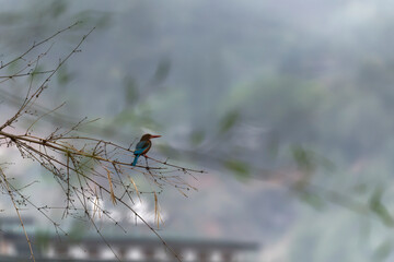 white throated kingfisher on the branch