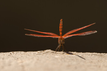 Rear view of a male red-veined dropwing Trithemis arteriosa. La Lajilla. The Nublo Rural Park. La Aldea de San Nicolas. Gran Canaria. Canary Islands. Spain.