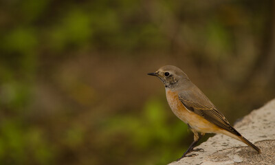Common redstart Phoenicurus phoenicurus phoenicurus. Male. Beritza square. Las Palmas de Gran Canaria. Gran Canaria. Canary Islands. Spain.