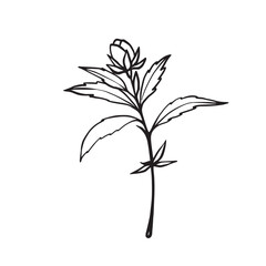 Herbal flower stem, black and white vector drawing resembling St. Johns wort, echinacea, calendula and other herbs. Line art botanical illustration for coloring pages, herbal packaging and eco design.