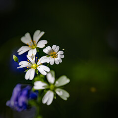 English spring Bluebells in St Vincents Wood, Freeland, Oxfordshire