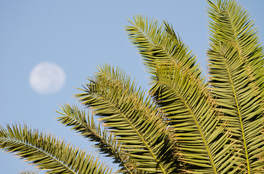 Leaves of Canary Island date palm Phoenix canariensis and full moon in the background. Anfi Tauro Golf. Mogan. Gran Canaria. Canary Islands. Spain.