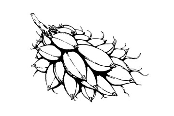 Bombax fruit AI-style illustration