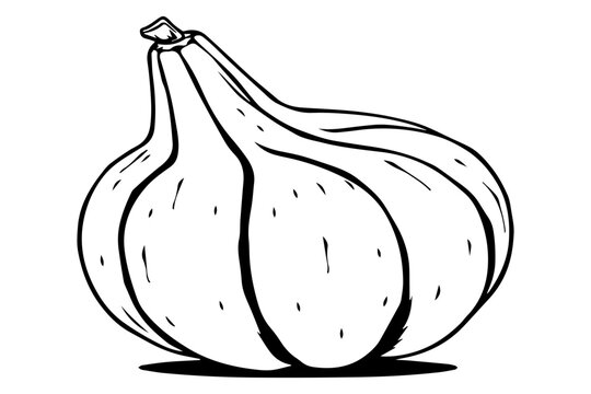 recommend clip art: Bottle gourd fruit minimal outline
