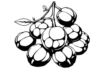 Boxwood fruit simple shape vector