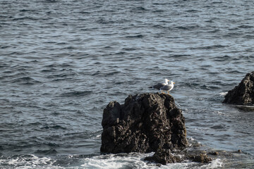Couple of seagulls stands on a black lava rock and looks ahead. Behind it is the restless atlantic ocean. Great black-backed gull, Larus marinus in natural habitat at Tenerife island