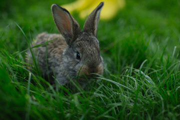 Farmer girl in yellow rubber boots with a rabbit on green grass
