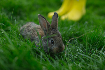 Farmer girl in yellow rubber boots with a rabbit on green grass
