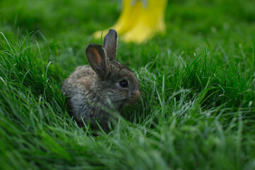 Farmer girl in yellow rubber boots with a rabbit on green grass