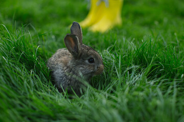 Farmer girl in yellow rubber boots with a rabbit on green grass