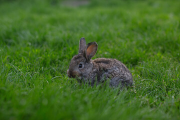 A little rabbit eats the juicy grass of the meadow in the summer.