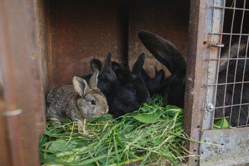 Rabbits in a cage eat grass. Raising rabbits on a livestock farm or in agriculture.