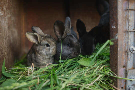 Rabbits in a cage eat grass. Raising rabbits on a livestock farm or in agriculture.