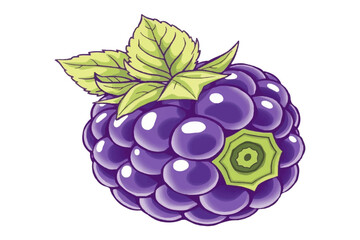 Boysenberry classic berry sketch