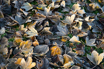 A natural background of colorful autumn leaves lightly covered in frost. Earthy tones and seasonal textures perfect for fall or early winter themes in creative projects.