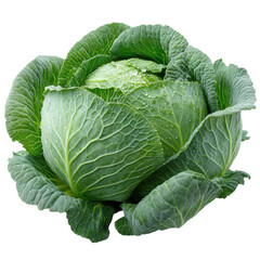 Harvesting fresh cabbage in a garden close-up natural setting. Isolated on transparent background, png.