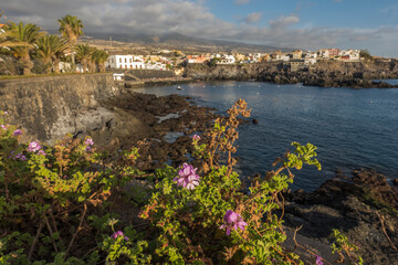 Views of the picturesque Alcala village with traditional architecture houses, small tranquil cove with beach and pier. Pink flowers in foreground, selective focus. Tenerife, Canary Islands, Spain