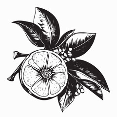 Citrus Flower Image Vector Isolated On White Background.