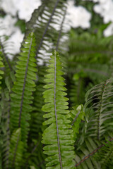Close-up of green fern leaves in sunlight