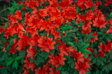 Fotobehang Vibrant red  azaleas blooming flowers © reddish