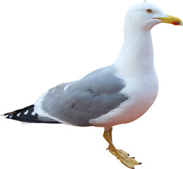 seagull, gull, wildlife, feather, bird, beak, sea, ocean, birds, seabird, wing, beach, feathers, wild, water, white, animal, nature, eye, blue, isolated, grey, larus argentatus, portrait, close-up, 