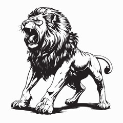 Lion Attacking Vector. Black and white Fierce Lion Roar image vector isolated on white background.