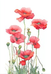 Watercolor Painting of Red Poppies