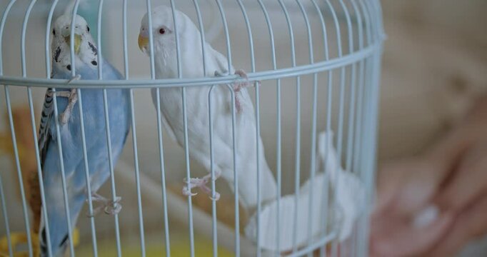 Two budgies, a blue and white one, sit in a cage. A hand cleans the cage in the background.