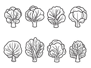 cabbage food line drawing organic vegetable hand sketch illustration