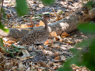 A spotted sand grouse (Pterocles burchelli) sits well camouflaged in a bush in the Okavango Delta.