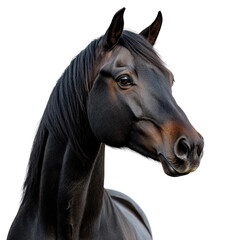 Obraz premium Majestic black horse portrait studio animal photography close-up. Isolated on transparent background, png.