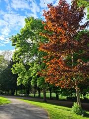 Naklejka premium Trees in the Park with Blue Sky and Clouds