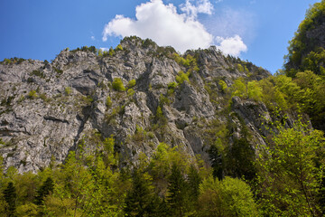 Rocky mountain slope covered with spring foliage