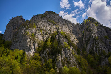 Rocky mountain slope covered with spring foliage