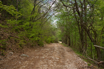 Fototapeta premium Rocky forest path in spring