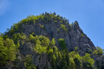 Limestone cliff above forest ravine