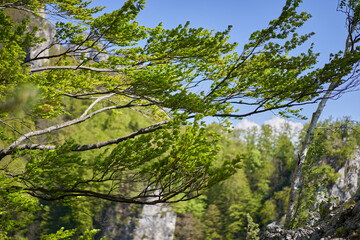 European Beech on Cliff