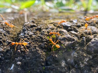 Ant Colony Foraging on Rock Surface in Natural Light