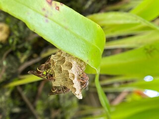 Wasp Nest Building Under a Green Leaf Close-up