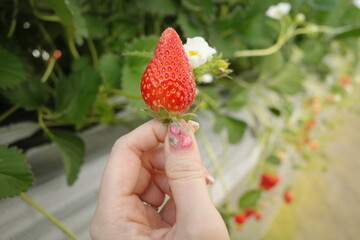 女性がいちご狩りでいちごを持っている