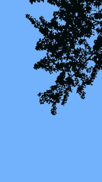 Minimal animation of tree branches swaying in the wind against a clear blue sky. Pixel dithering effect for stylized visuals.