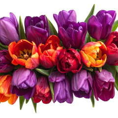 Fototapeta premium Vibrant tulips in various shades of purple, red, and orange create stunning floral arrangement, evoking feelings of joy and beauty. This colorful display is perfect for spring celebrations