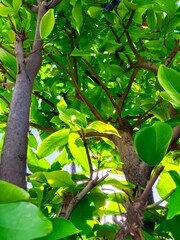 Looking Up Through Trees with Bright Green Leaves