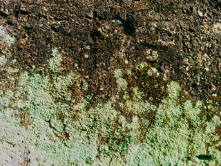 Concrete Wall Texture with Moss and Natural Weathering